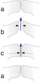 schematic of the phonation mechanism