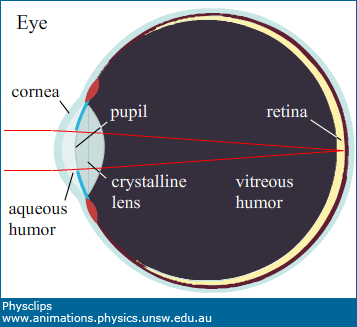 Eye:optics, anatomy and accommodation: Physclips - Light