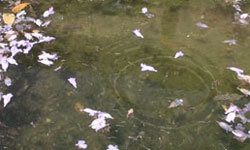 ripples on a pond